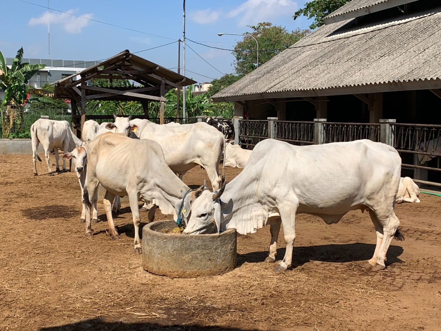 Sapi Per Guru Besar Fapet UGM Soroti Klaim 19 Ribu Ekor Sapi per Hari untuk MBG ...